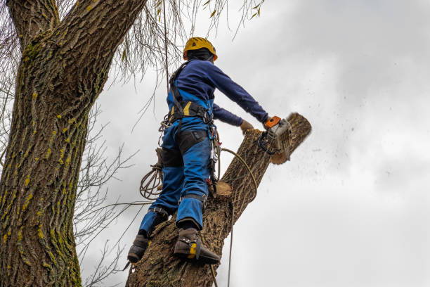 Reliable Batesville, AR  Tree Services Solutions